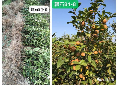 又是一年春來到，油茶種植正當時 良種壯苗與農(nóng)副產(chǎn)品銷售的雙重關(guān)鍵