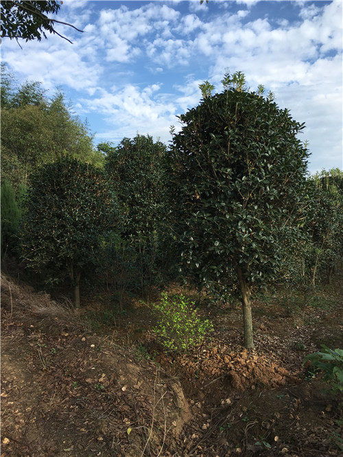 鶴山桂花樹 專業(yè)起苗與農(nóng)副產(chǎn)品的完美結(jié)合