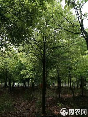 15公分全冠香樟 城市綠化的優(yōu)選苗木及其農(nóng)副產(chǎn)品銷售價值