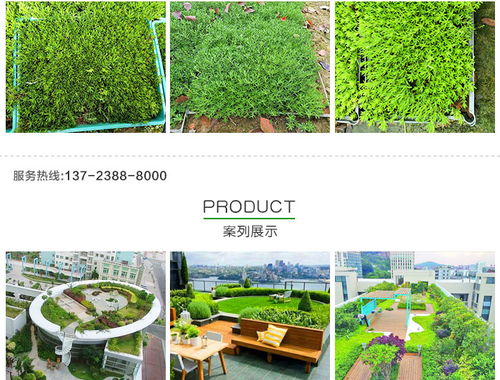 黃金佛甲草的市場價格、種植與應(yīng)用——以創(chuàng)晟環(huán)保為例