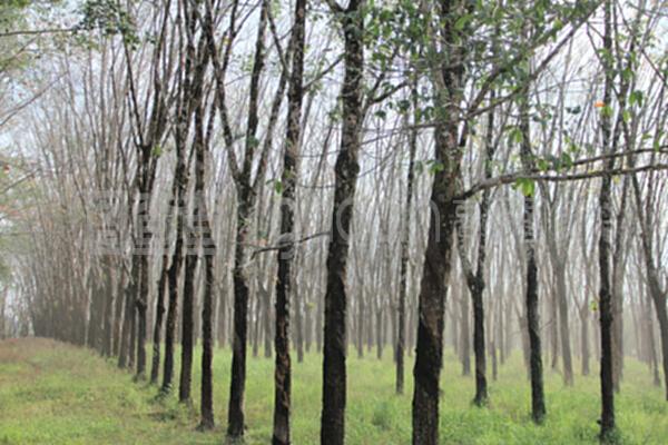 橡膠工廠與樹木種植經(jīng)營的共生模式 從林場到車間的可持續(xù)循環(huán)