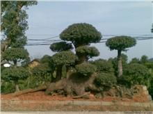 長(zhǎng)沙長(zhǎng)瀏苗木園藝 精品綠化苗木供應(yīng)與種植經(jīng)營(yíng)服務(wù)