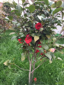 誠(chéng)信經(jīng)營(yíng) 樹木種植行業(yè)穩(wěn)健發(fā)展的基石