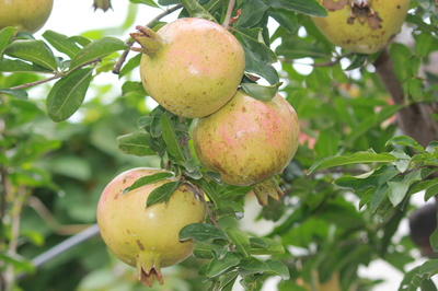 安徽賽宇 以匠心深耕樹木種植，用善心鑄就企業(yè)發(fā)展